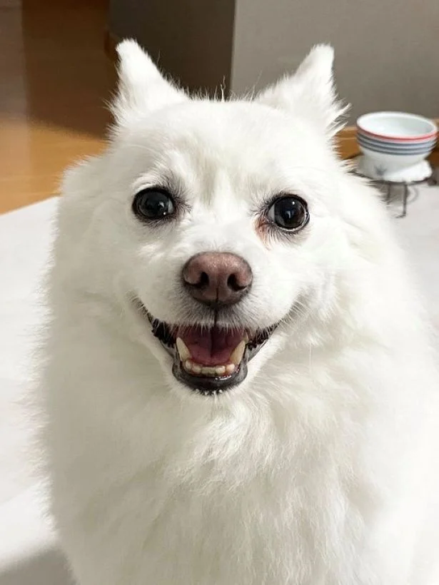 満面の笑顔のスノちゃん▶犬ベッドでまったり(⇒次へ)