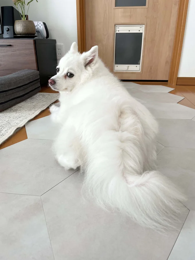 まったりと過ごしています（⇒次画像からは、SNSで大バズりの柴犬ぽんちゃんイラスト日記『柴犬ぽんちゃん、今日もわが道を行く2』が読めます）