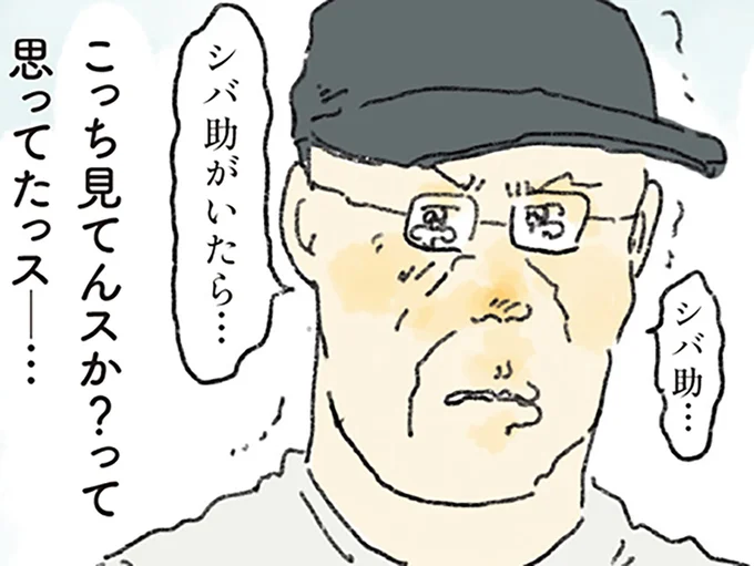 シバ助がいたら…