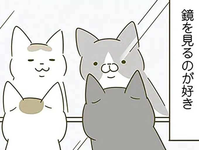 鏡を見るのが好きな猫たち