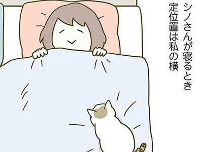 猫が寝る定位置は