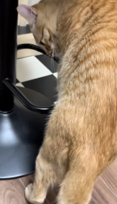 華麗な技を披露した猫ちゃん（⇒次へ）