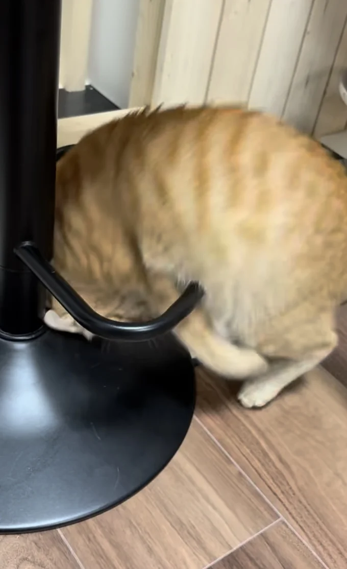 頭からくるり▶体操選手のような…(⇒次へ)