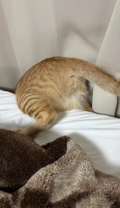 窓とベッドの隙間に落ちてしまった▶虫が…！（⇒次へ）