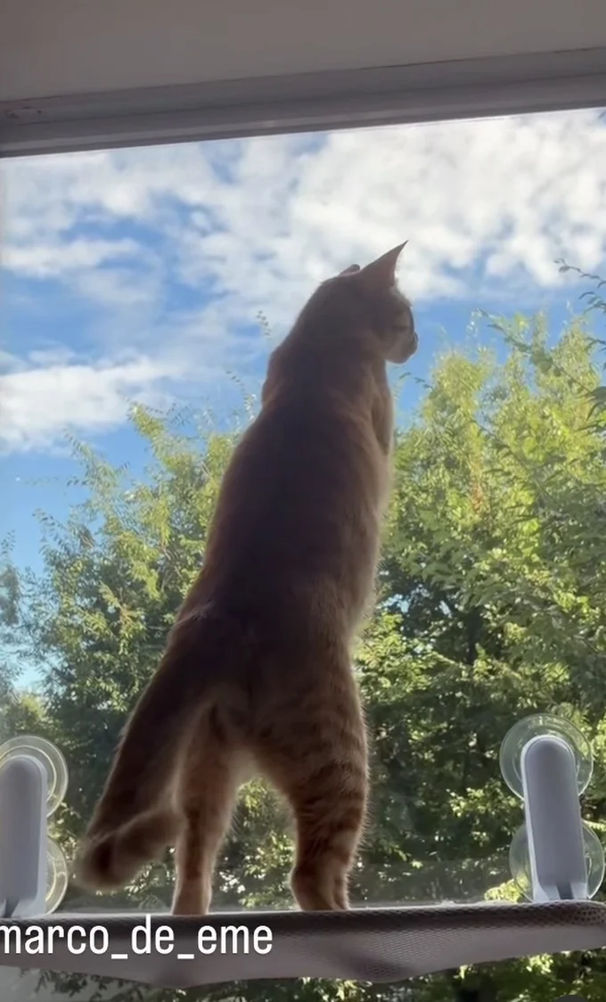 虫が行っちゃった…▶(次画像から癒やされること間違いなしの「猫あるある」エピソードが満載『うちの猫がまた変なことしてる。7』が読めます)