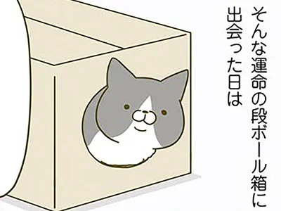 運命の段ボール箱に出会うと