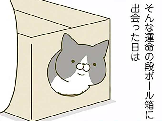 運命の段ボール箱に出会うと
