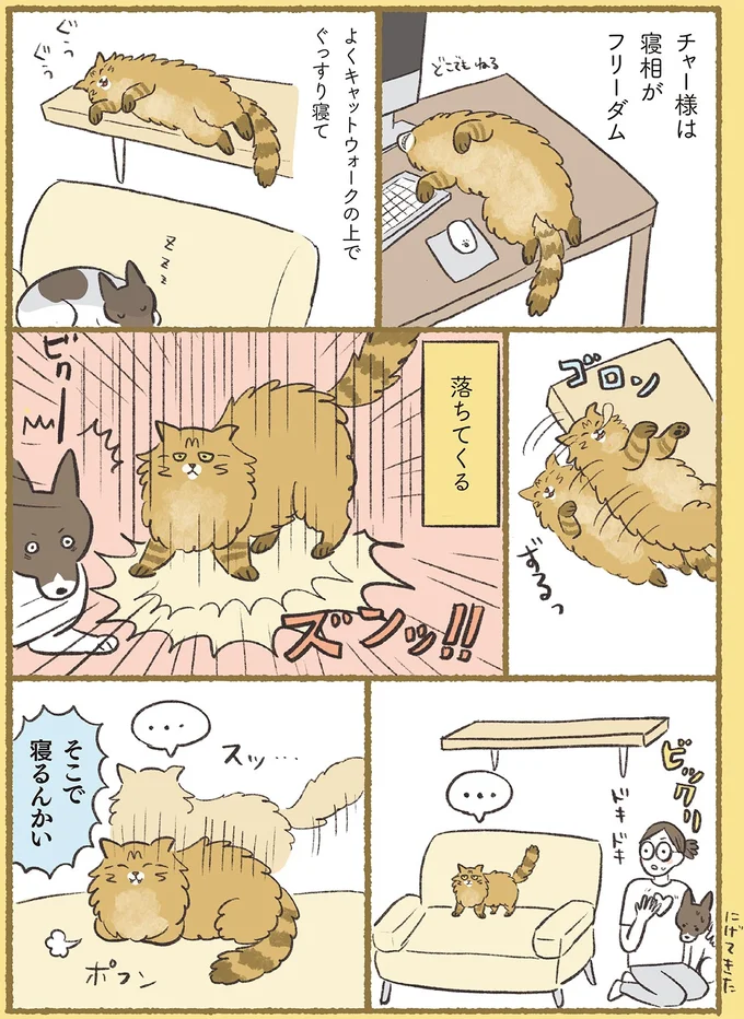 『犬猫３匹、撫でても撫でても手が足りない』より