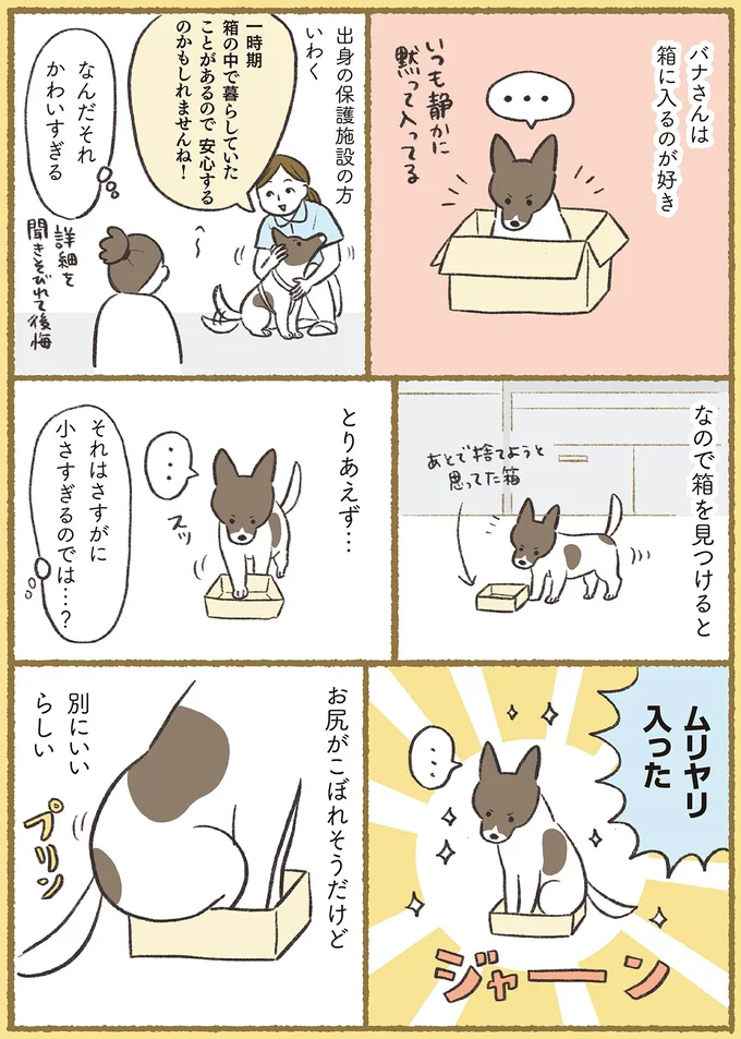 『犬猫３匹、撫でても撫でても手が足りない』より