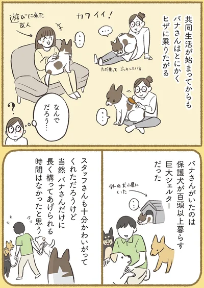『犬猫３匹、撫でても撫でても手が足りない』より