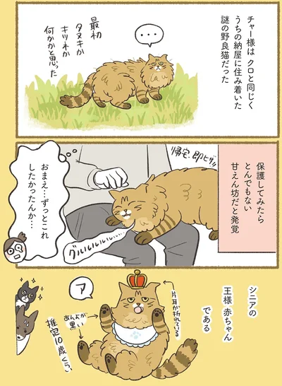 『犬猫３匹、撫でても撫でても手が足りない』より