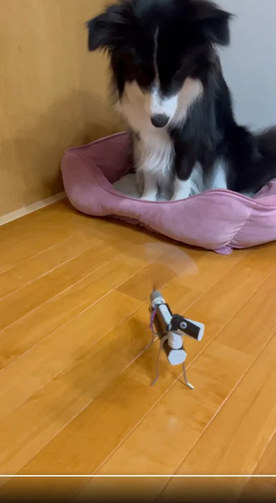 静かに目で追っていたしずくちゃん▶本人（犬）は立ち上がり（⇒次へ）