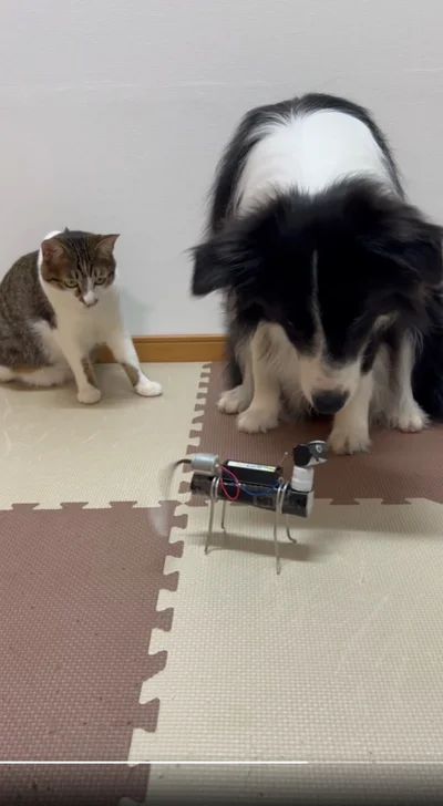 「猫もドン引きしてる」と投稿された動画です▶怪しんでいる様子が伝わってきます（⇒次へ）