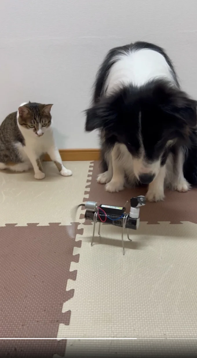 「猫もドン引きしてる」と投稿された動画です▶怪しんでいる様子が伝わってきます（⇒次へ）