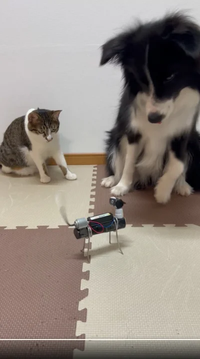 一緒に警戒している様子です▶じっと見ているバロンちゃん（⇒次へ）