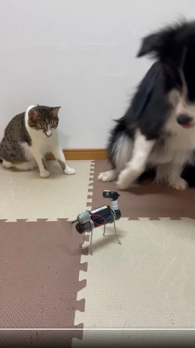 じっと見つめる猫に対して▶しずくちゃんは…（⇒次へ）