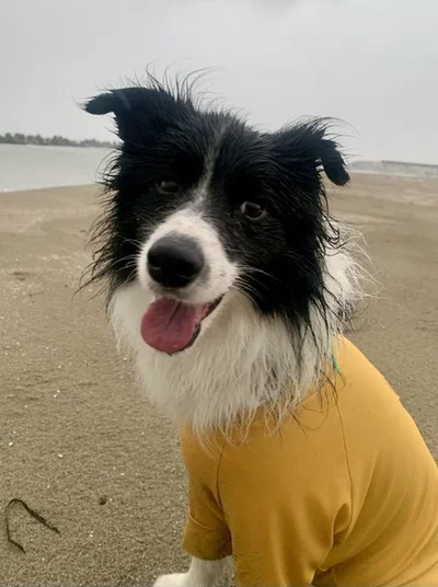 "愛犬そっくり"の工作→本人（犬）のまさかの反応に11万いいね