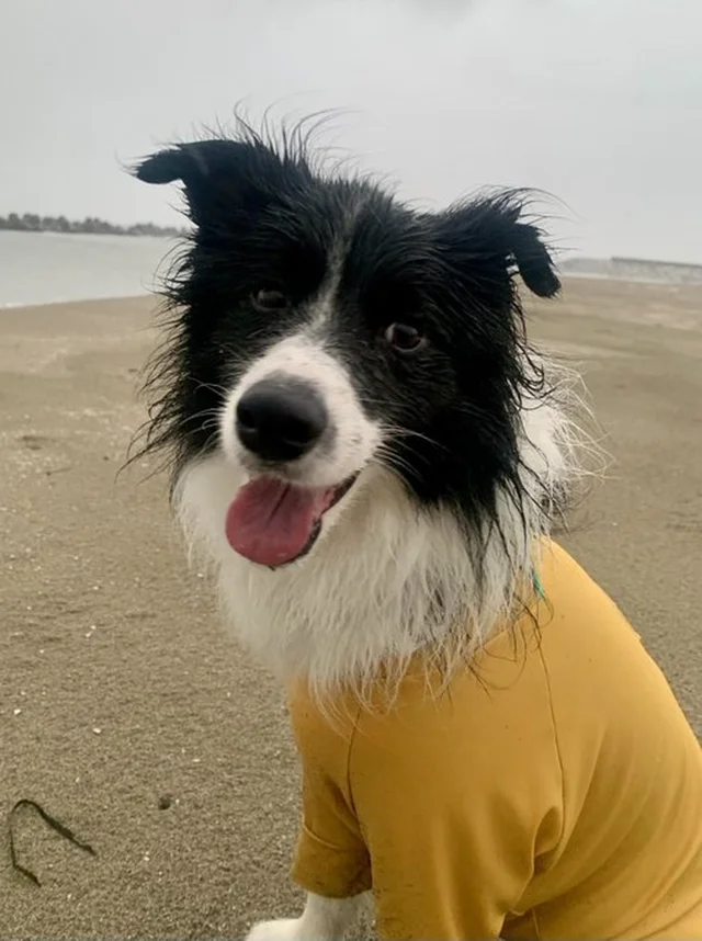 "愛犬そっくり"の工作→本人（犬）のまさかの反応に11万いいね