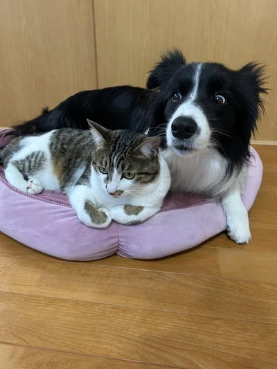 バロンちゃんにびっくりするしずくちゃん▶びっくりしても離れません（⇒次へ）