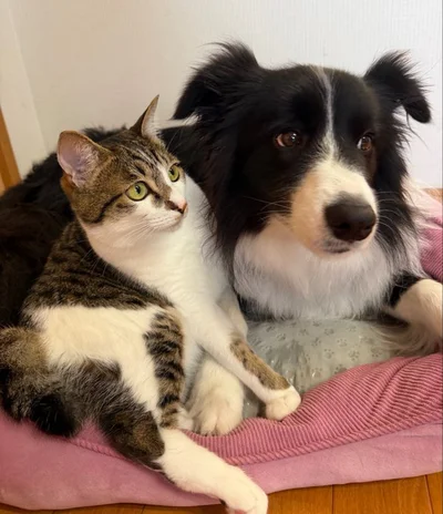 くっつきながらごはんを待つふたり▶もふもふ2匹で暖かそう（⇒次へ）