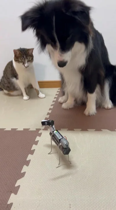 猫のバロンちゃんもびっくりして見ています▶ワンコとニャンコが引いている姿（⇒次へ）