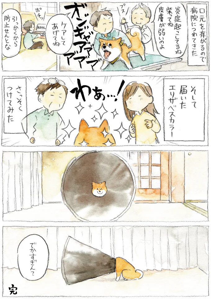 エリザベスカラー