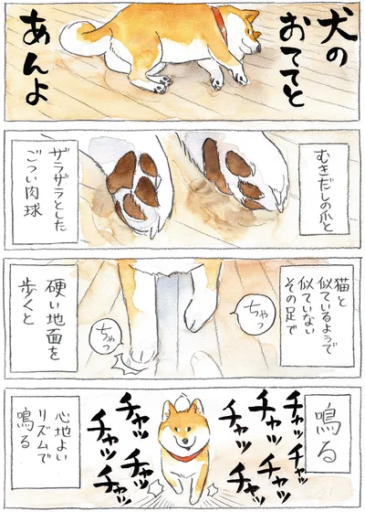 『柴犬ぽんちゃん、今日もわが道を行く』より