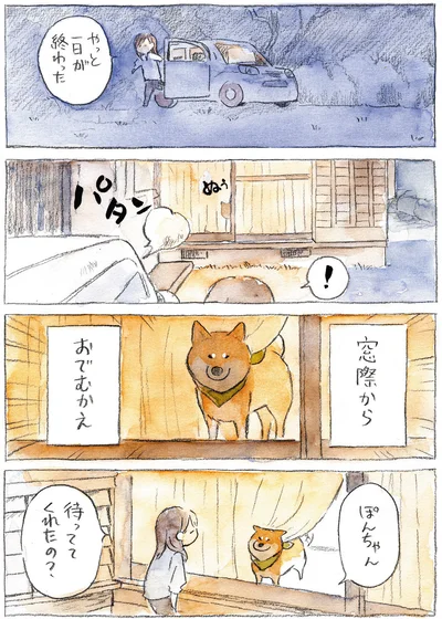 『柴犬ぽんちゃん、今日もわが道を行く』より