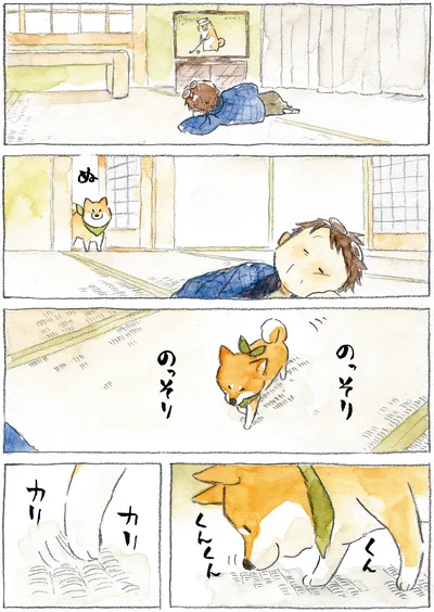 『柴犬ぽんちゃん、今日もわが道を行く』より