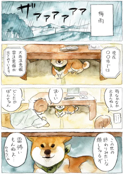 『柴犬ぽんちゃん、今日もわが道を行く』より