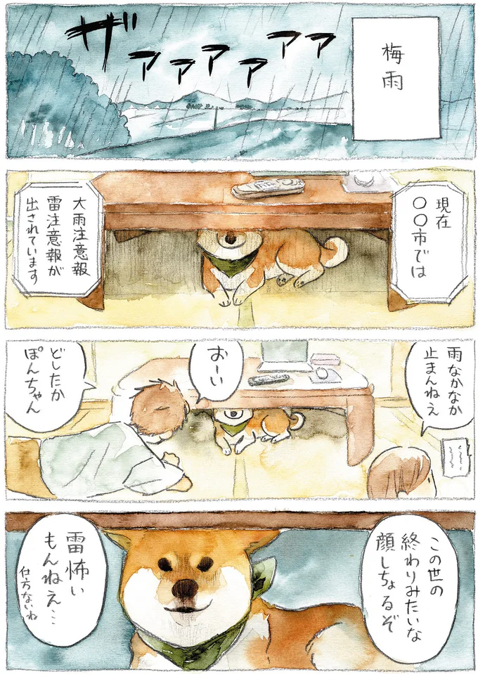 『柴犬ぽんちゃん、今日もわが道を行く』より
