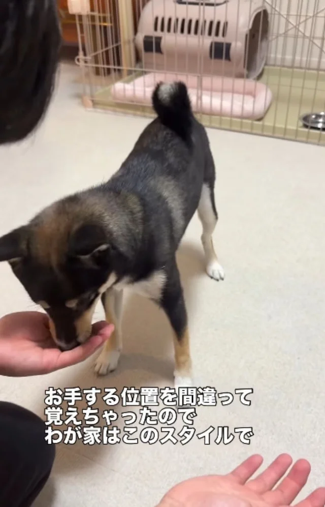「我が家は『脈』でいかせていただきます」黒豆柴のユニークな芸に多くの反響が！