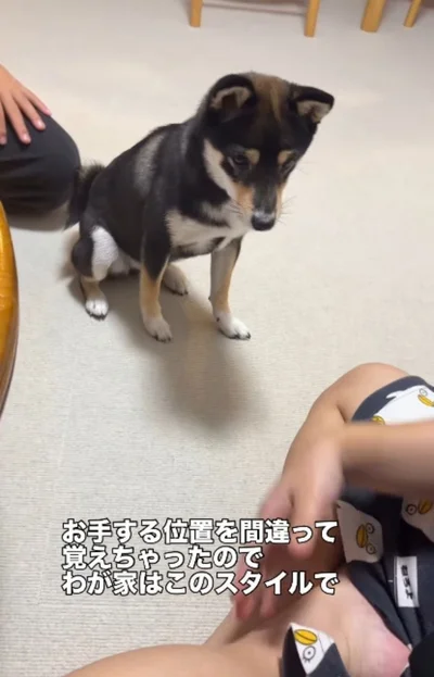 お座りをする「天音ちゃん」（⇒次へ）