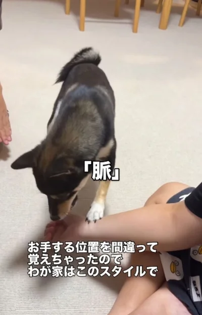 「お手」ではなく「脈」▶ご褒美に…（⇒次へ）