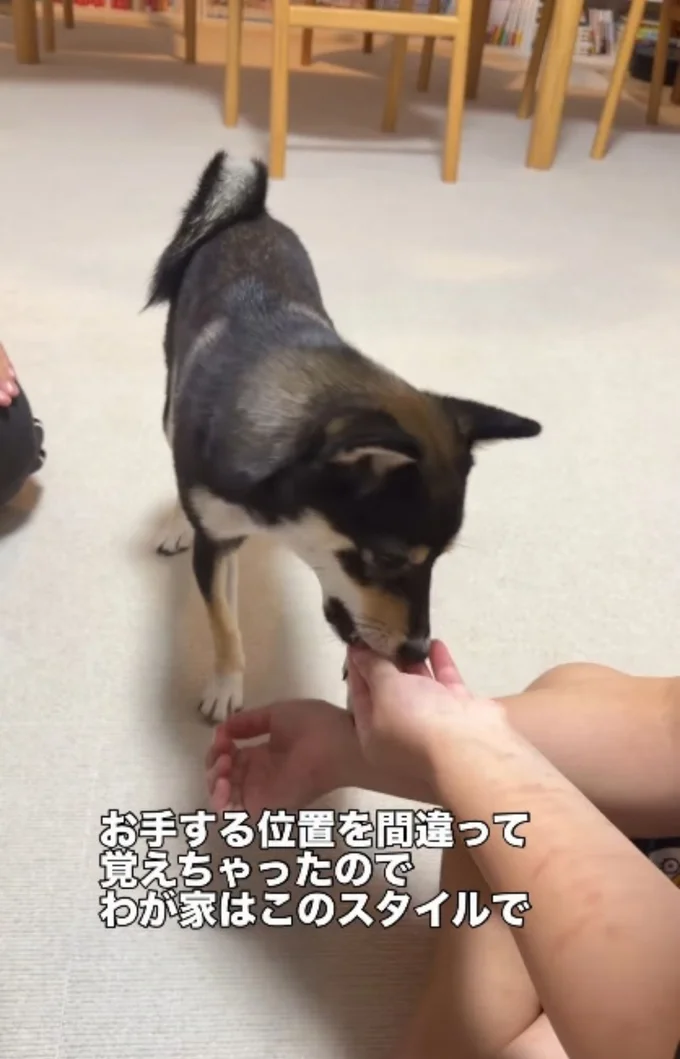 おやつをもらう▶相手が変わっても…(⇒次へ)