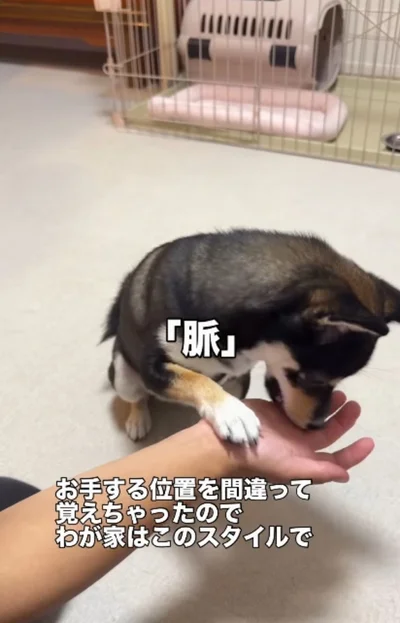 前足は手首に置いて「脈」▶「お手」ではなく…（⇒次へ）