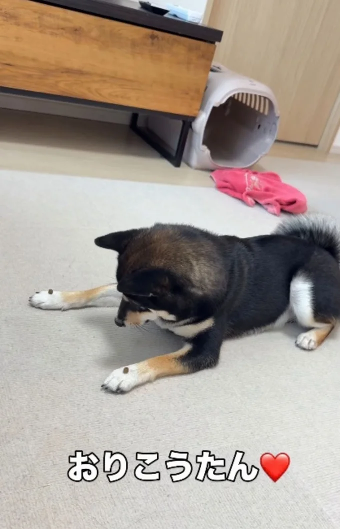 しっかり「待て」できた▶(次画像からマイペースな柴犬のコミックエッセイ『柴犬ぽんちゃん、今日もわが道を行く』が読めます)