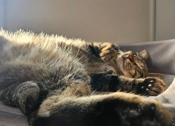 金色に輝く猫ちゃんのお腹でした▶仲良しのとらくん&くるみちゃん(⇒次へ)
