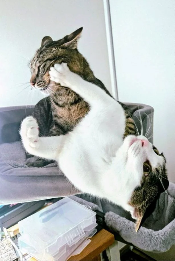 相討ち！▶常に監視する猫（⇒次へ）