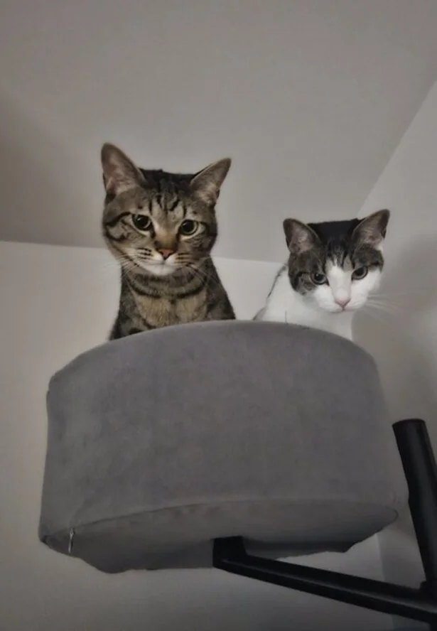 必死に腹筋する飼い主を天上界から見物する愛猫たち▶しあわせの詰め合わせ（⇒次へ）