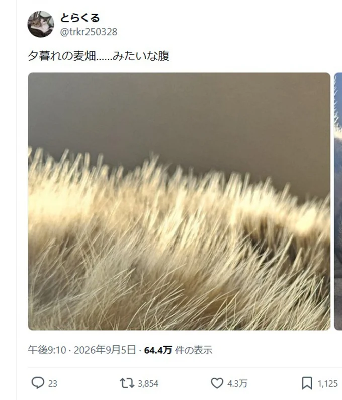 夕暮れの麦畑…?▶思わず触りたくなる光景(⇒次へ)