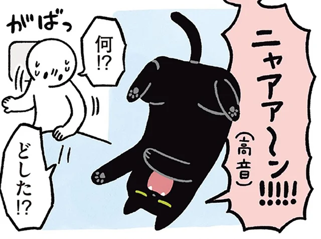 午前3時に何が!?突然大声で鳴き出した黒猫ろん