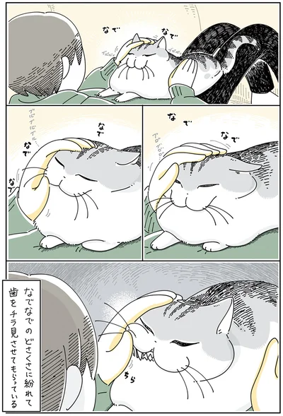 『夜は猫といっしょ5』より