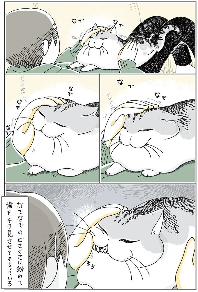 『夜は猫といっしょ5』より