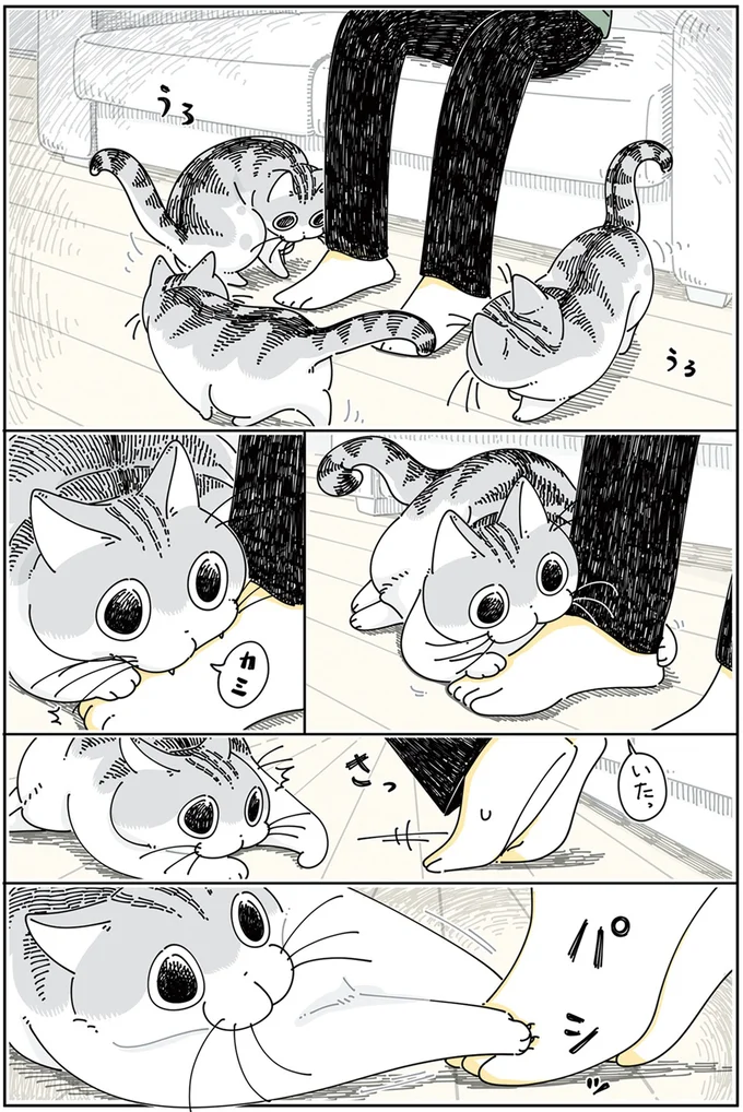 『夜は猫といっしょ5』より