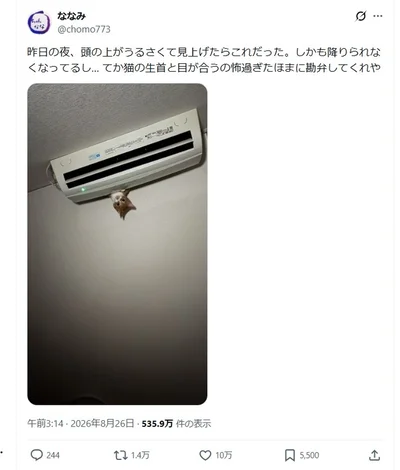 飼い主のななみさんの投稿です▶忍者猫？と話題になりました（⇒次へ）