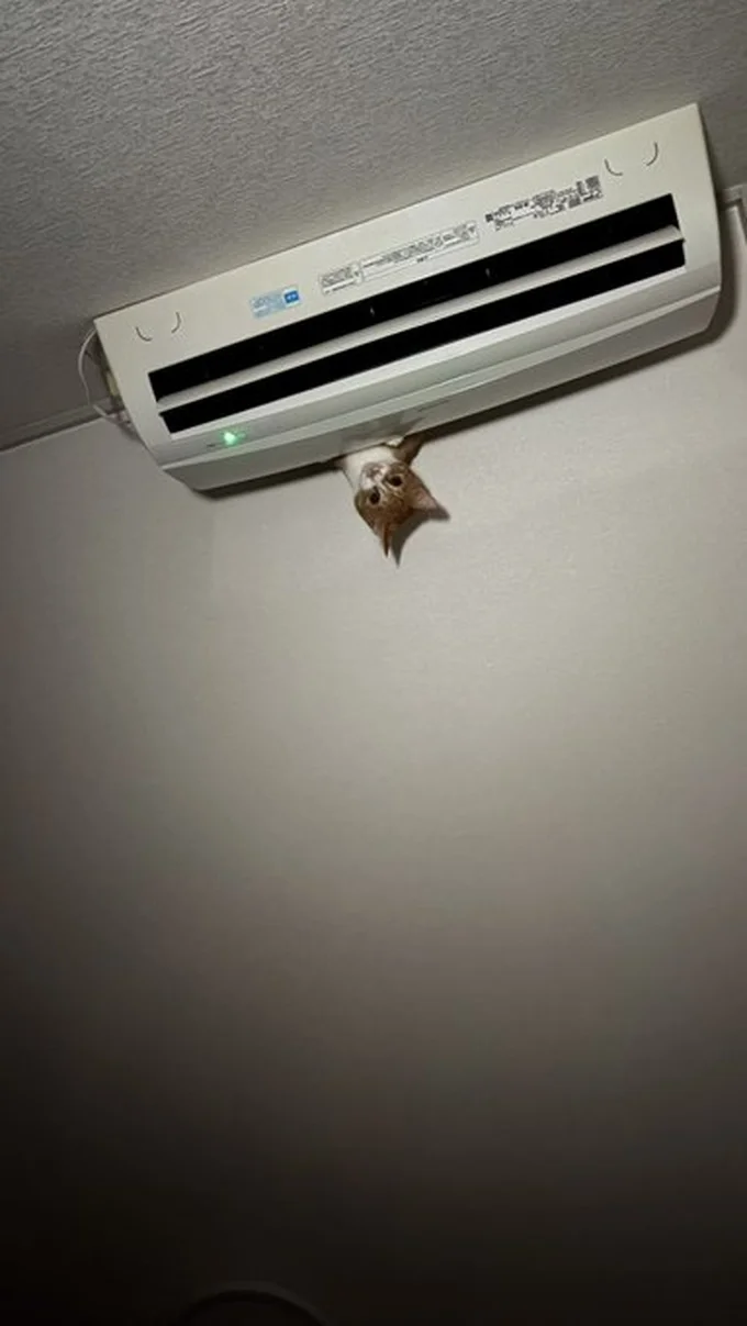夜、うるさくて見上げると…▶エアコンから猫ちゃんが!どのような状況なのでしょうか(⇒次へ)