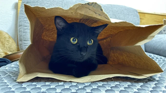 袋を堪能するさちちゃん▶仲良しの猫たち(⇒次へ)