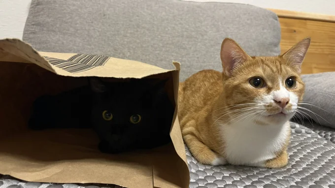 紙袋が開くのを待ってるしょうくん▶へそ天姿の猫ちゃん（⇒次へ）