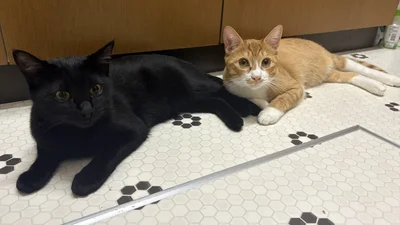 さちちゃんとしょうくん▶猫は高い所が好き！（⇒次へ）
